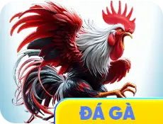 Đá gà kk55